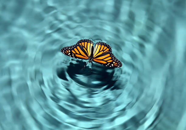 The Butterfly Effect in Index Funds and the Mathematical Ripple Behind Mega Cap Growth